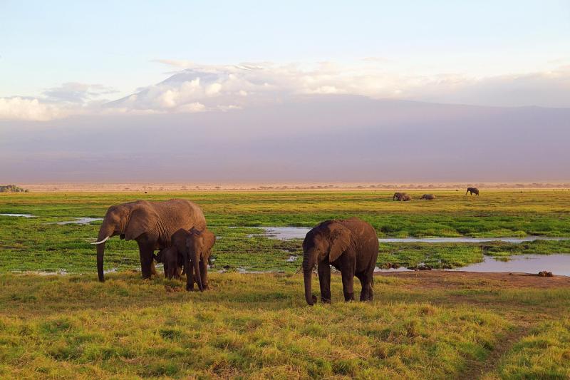Les 5 destinations idéales pour votre safari photo en Afrique