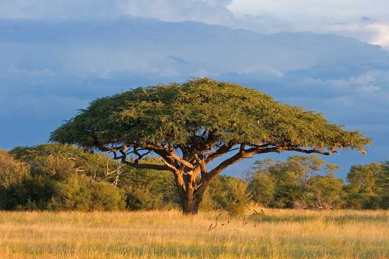 Hwange National Park
