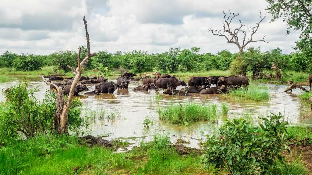 Dinokeng Game Reserve