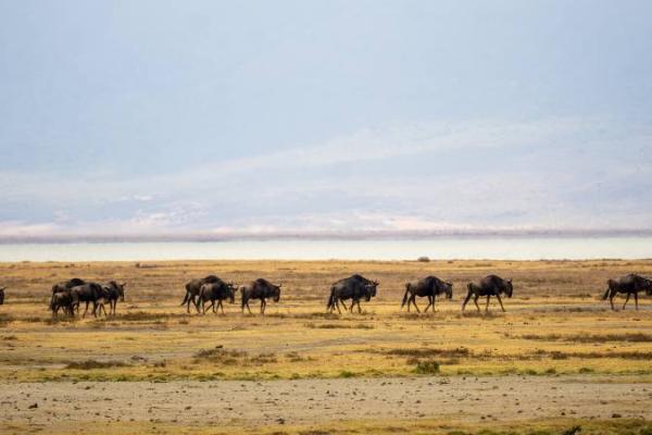 Kenya & Tanzania - from Mara to Ngorongoro