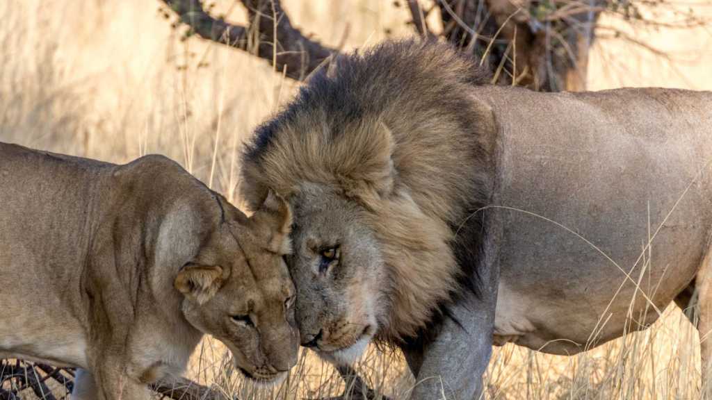 Sud Kruger