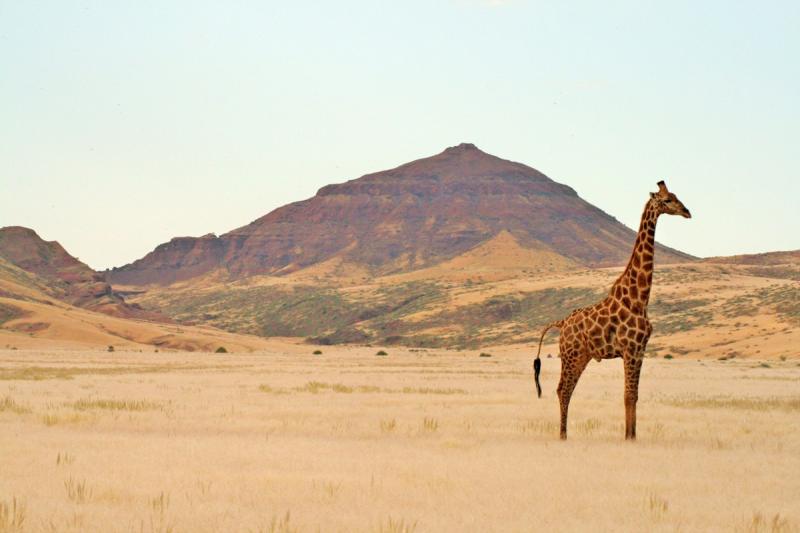 Évadez-vous dans le Kalahari : un voyage grandeur nature !