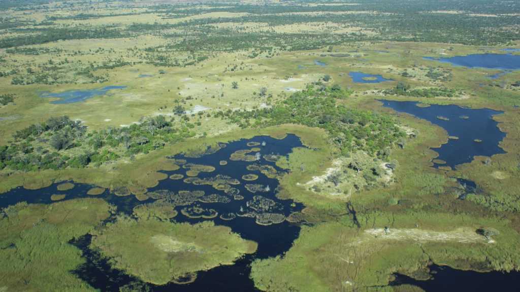 Maun