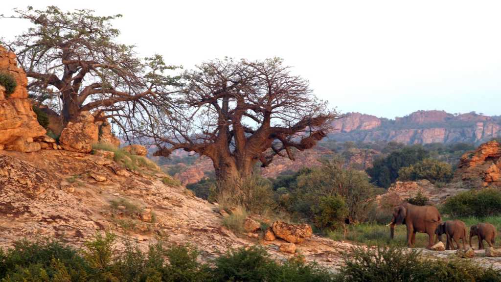 Tuli Block