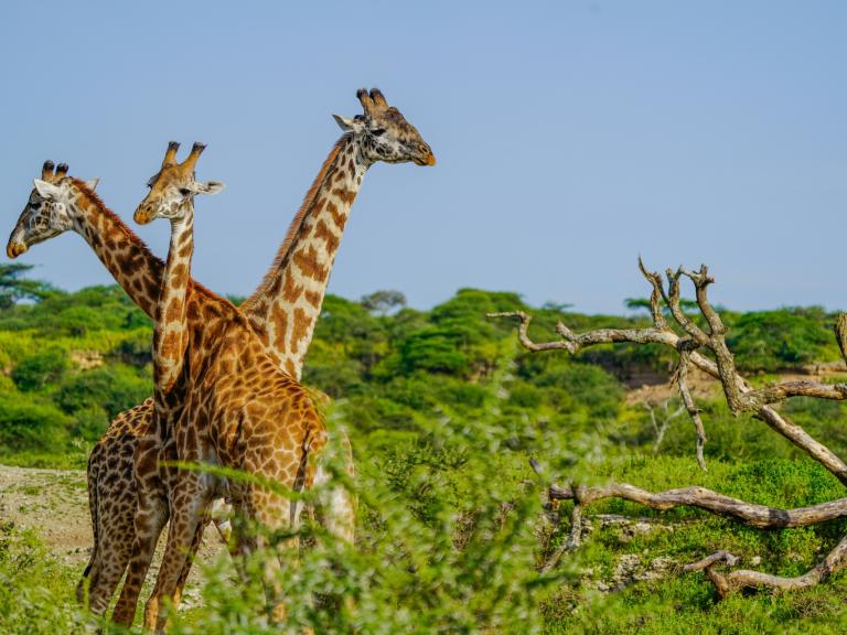 Safari & Zanzibar – 8 Days Safari & Zanzibar – 8 Days