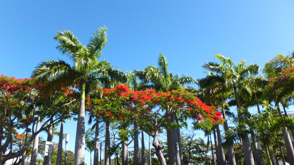 Saint Denis de la Réunion